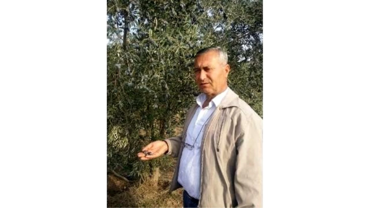 Yırca Muhtarından Zeytin Fidanı Ricası: Fidanları Mart Ayında Gönderin