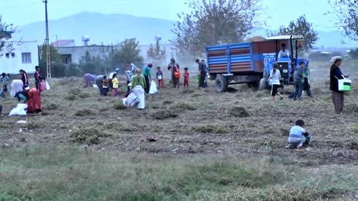 Başakçılar" Yer Fıstığı Mesaisine Başladı