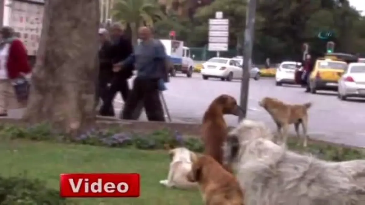 İzmir\'in Göbeği Doğal Köpek Barınağı Oldu