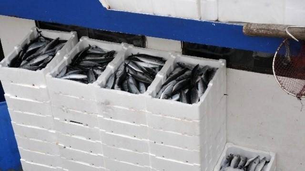 Karadeniz\'den Palamut Fışkırıyor