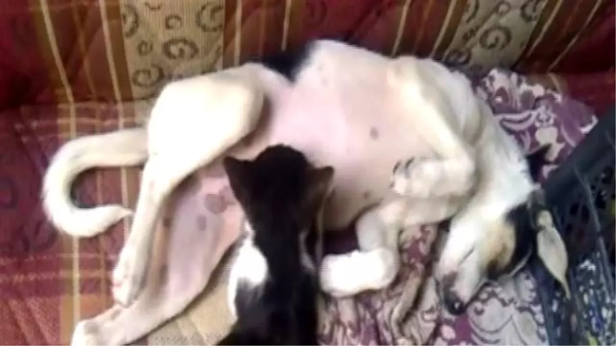 Kediyi Yavrusu Gibi Emziren Köpek