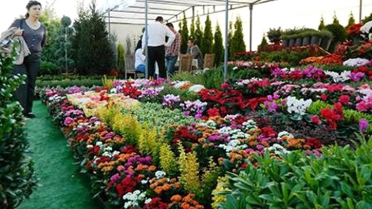 Kışın Süs Bitkilerine Daha Az Su ve Gübre Verin