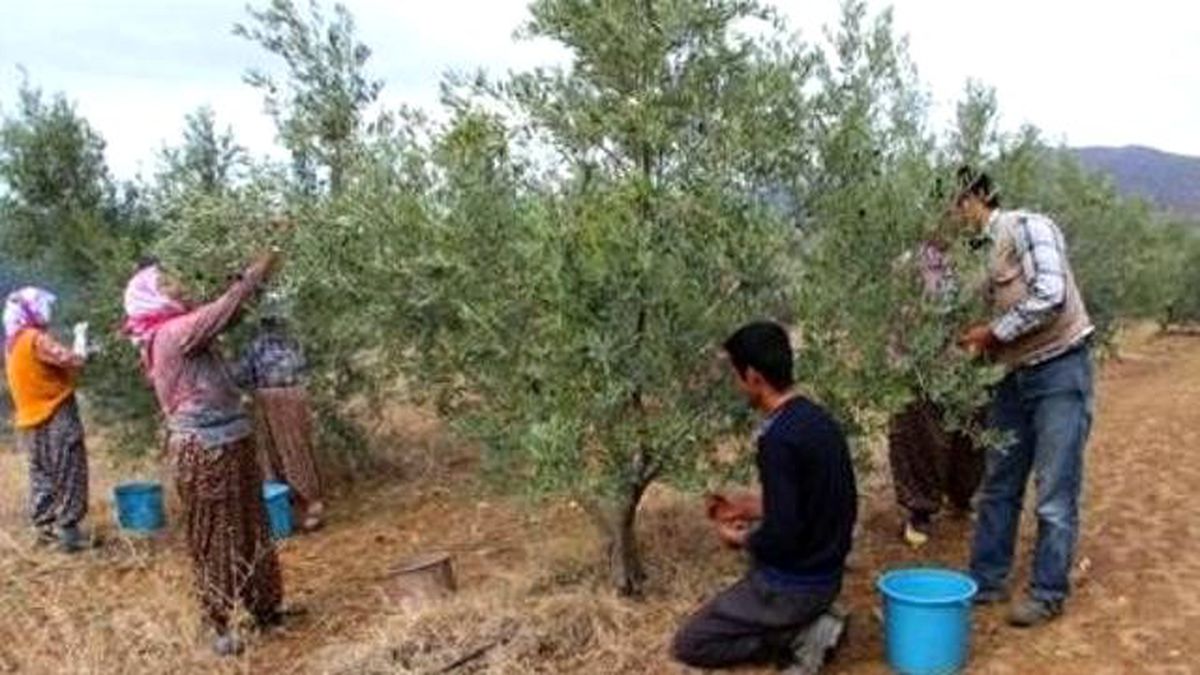 Ödemiş\'te Zeytin İçin Hasat Vakti