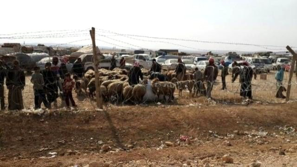 Sınırdaki Hayvanların Yemlenmesi Sürüyor