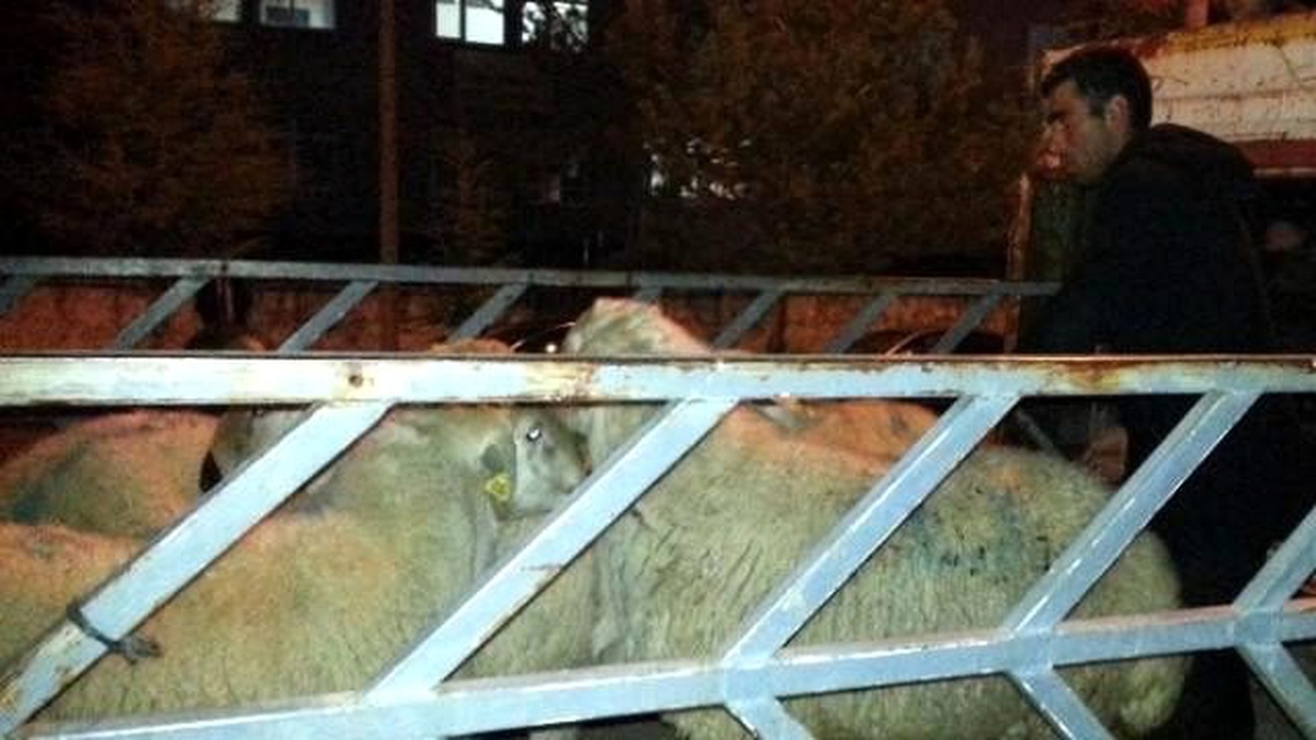 Yozgat\'ta Besiciye Damızlık Koç Dağıtıldı