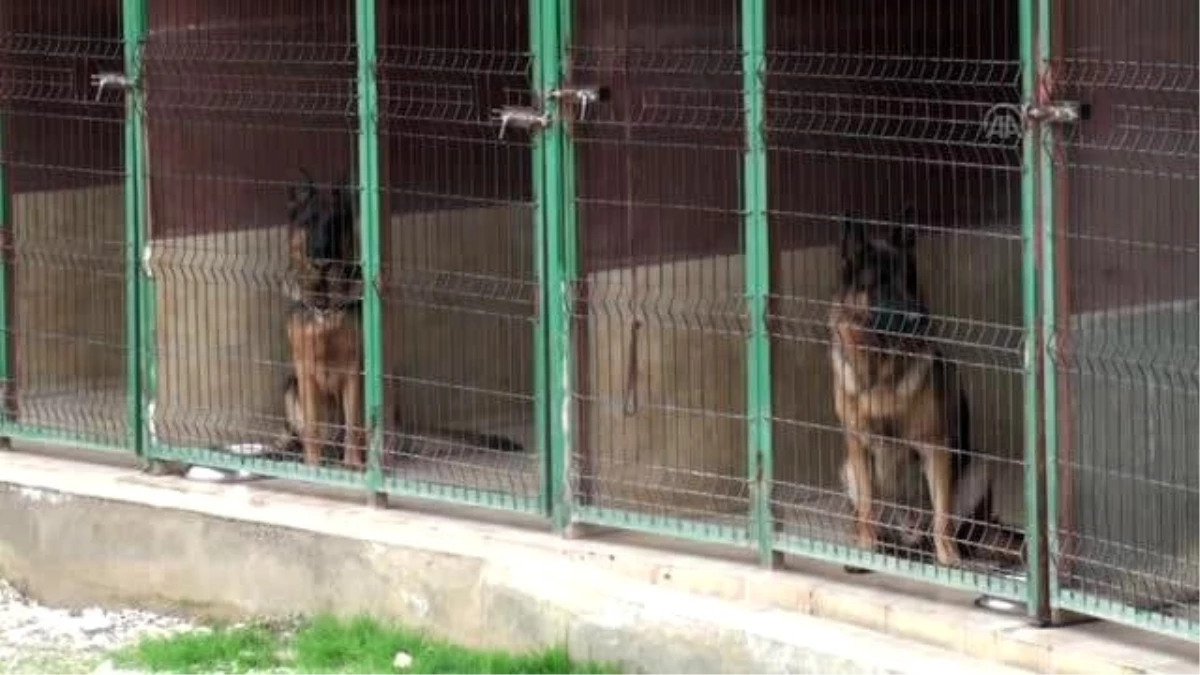 Alanya\'da Köpeklere Pansiyon ve Eğitim Hizmeti Veren Çiftlik Açıldı