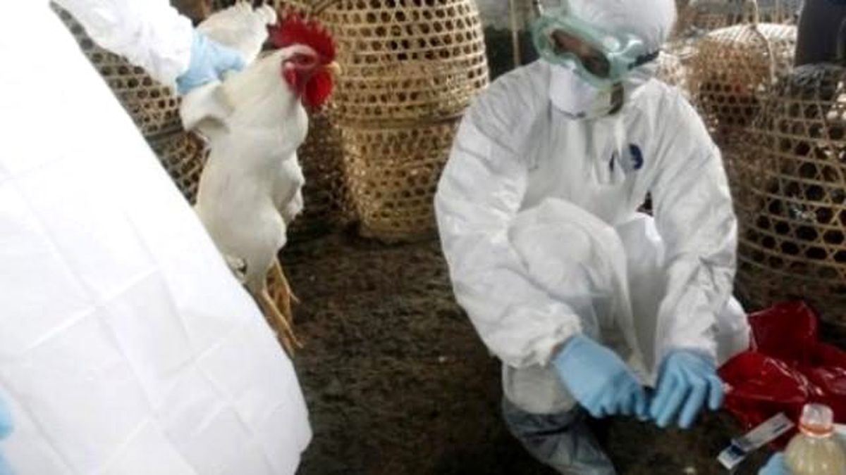 Hollanda\'da Kuş Gribinden 150 Bin Tavuk İtlaf Edilecek