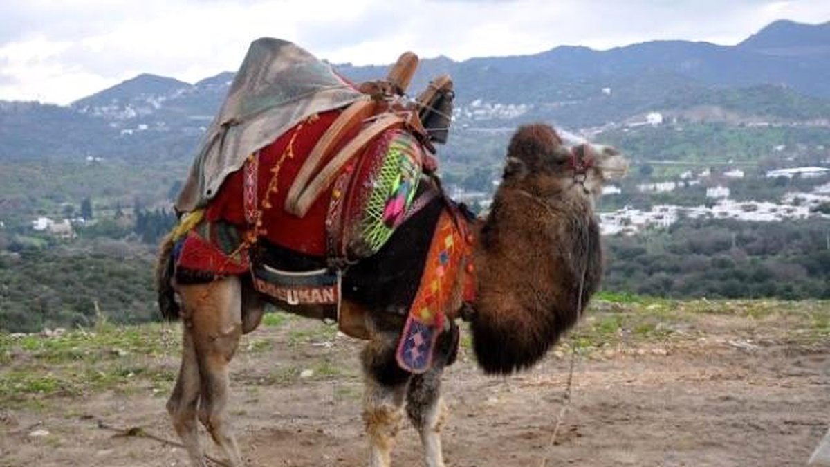Burhaniye\'de Törenle Develere Havut Giydirildi