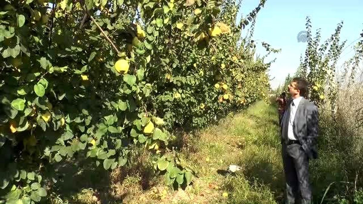 Denizli, Ruslara Ayvayı Sevdirdi