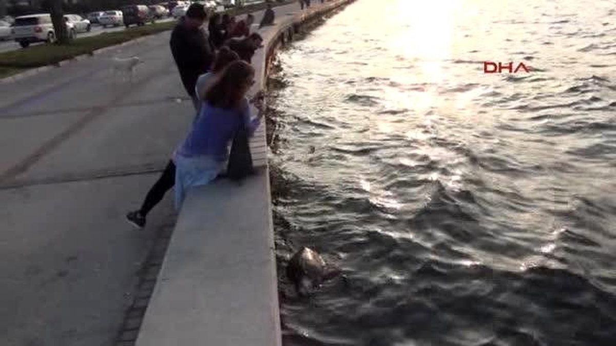 İzmir\'de 2 Ölü Caretta Caretta Sahile Vurdu