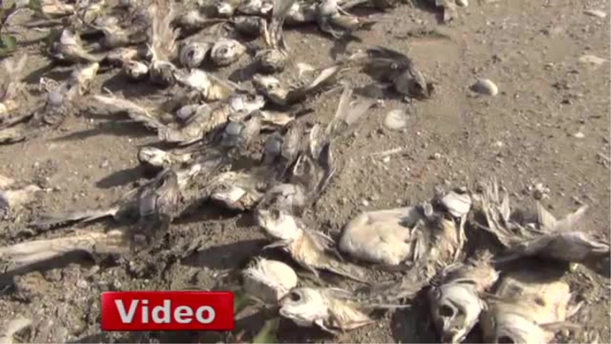 Kahta\'da Ölen Binlerce Balık Kıyıya Vurdu