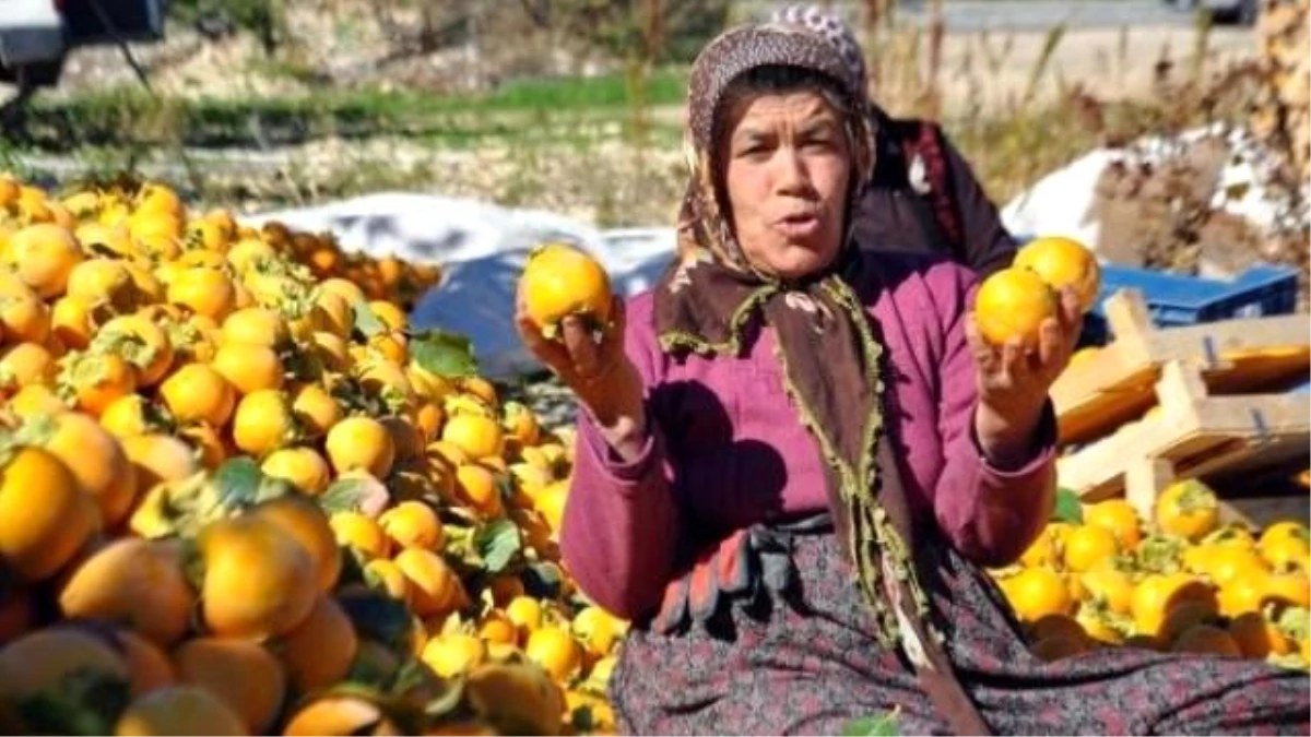 Adıyaman Gölbaşı\'nda Hurma Hasadı Başladı