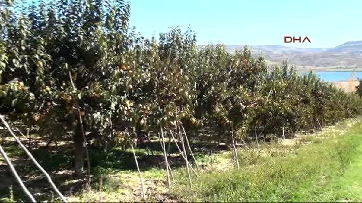 Adıyaman Gölbaşı\'nda Hurma Hasadı Başladı