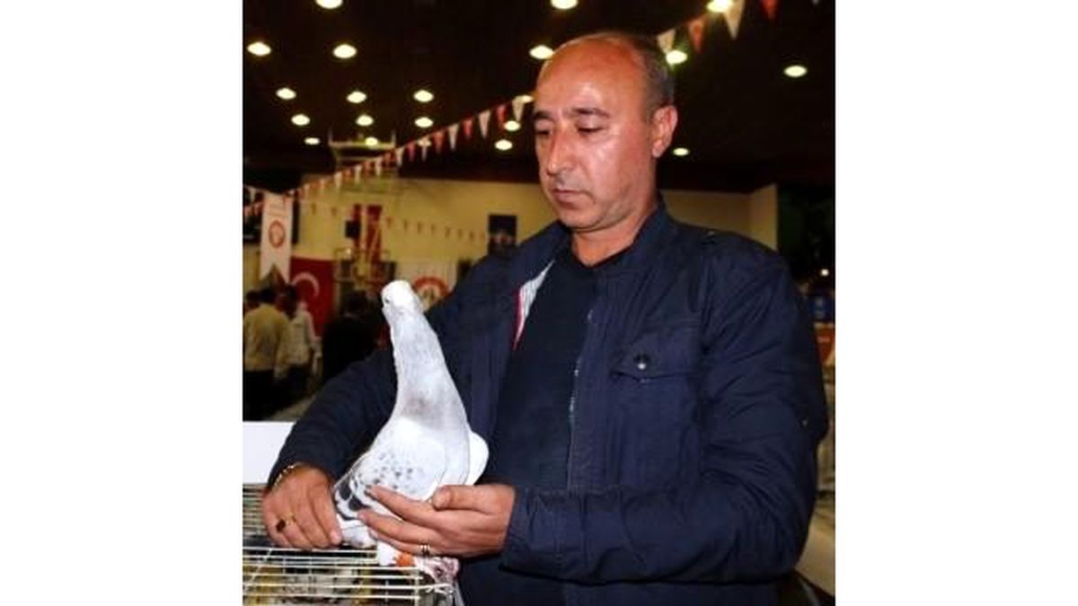 Araba Fiyatına Güvercin