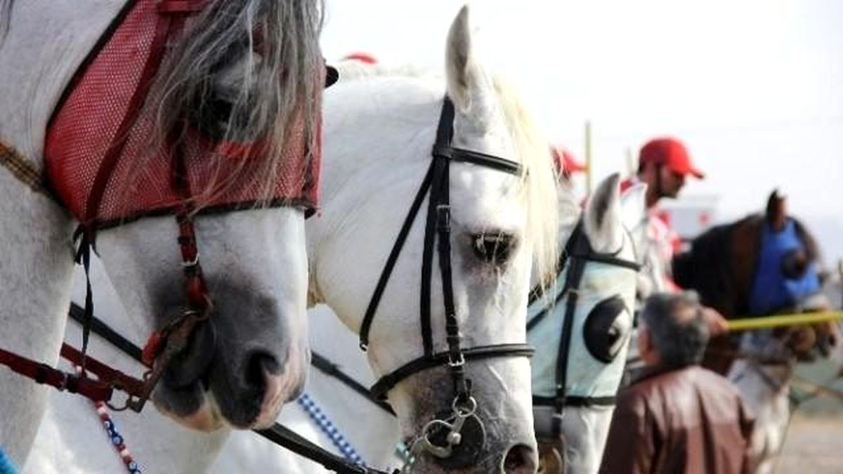 Erzurum\'da Cirit Turnuvası