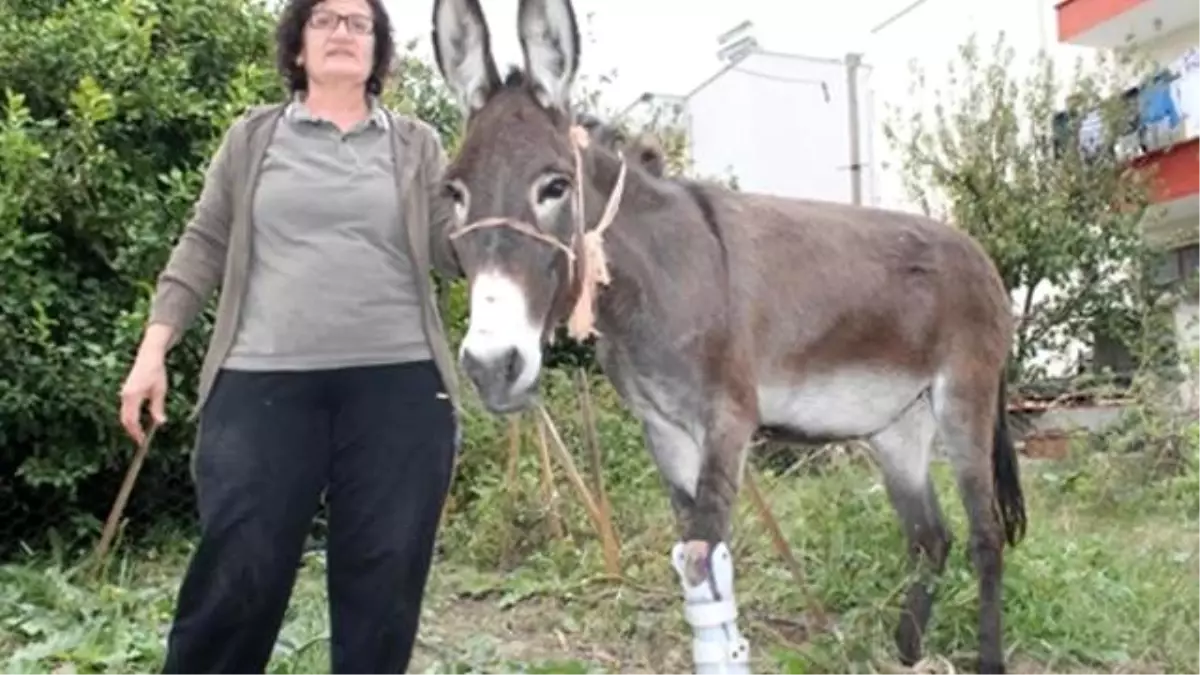 Hayvansever Öğretmen, Ayağı Kopan Eşeğe Protez Taktırdı