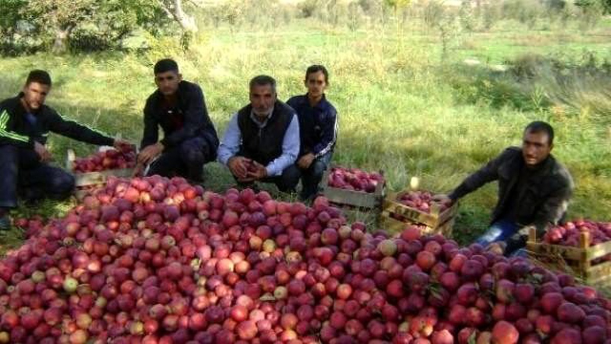 Kuraklık, Elma Rekoltesini Yüzde 50 Düşürdü