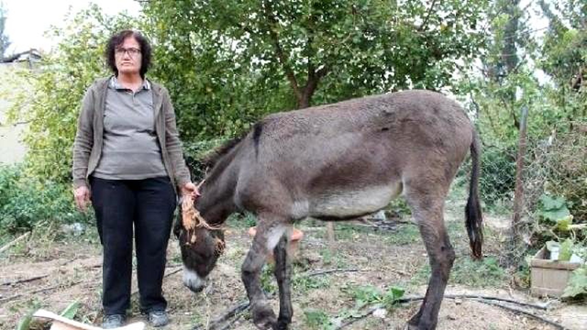 Silifke\'de Öğretmen, Sakat Eşeğe Protez Ayak Taktırdı