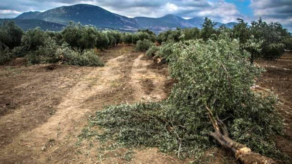 Soma Ticaret Odası Başkanı Hakan Işık\'dan Zeytin Katliamı Değerlendirmesi