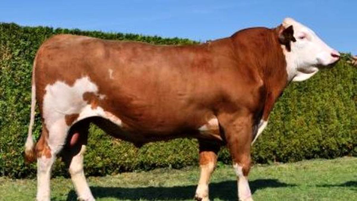 TİGEM 800 Baş Boğa İthal Edecek