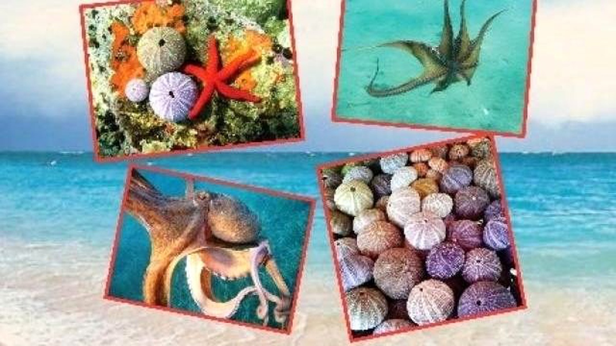 Urla\'da Sualtı Fotoğrafları Sergisi Açıldı