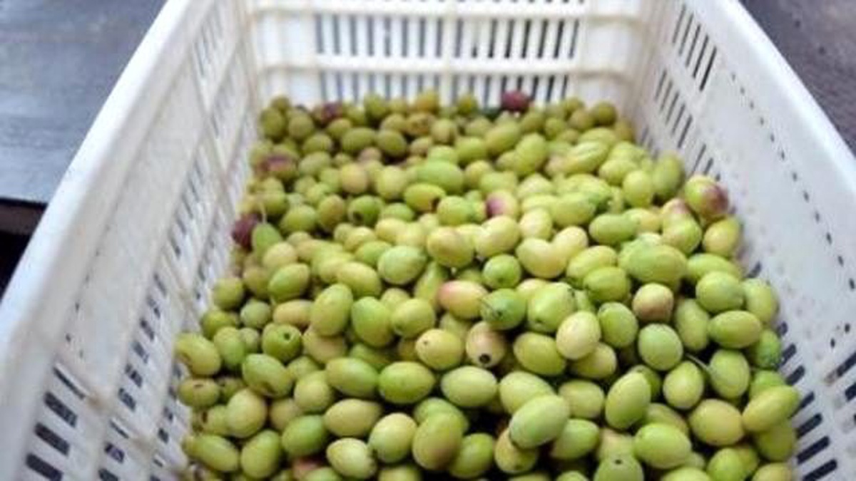 Zeytin Sineği Zararına Karşı AB ile Ortak Proje