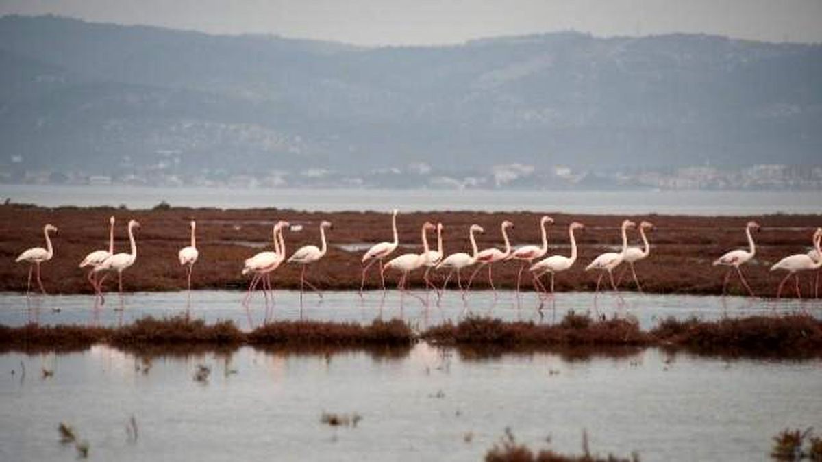 Aliağa\'da\'da Flamingoların Muhteşem Dansı