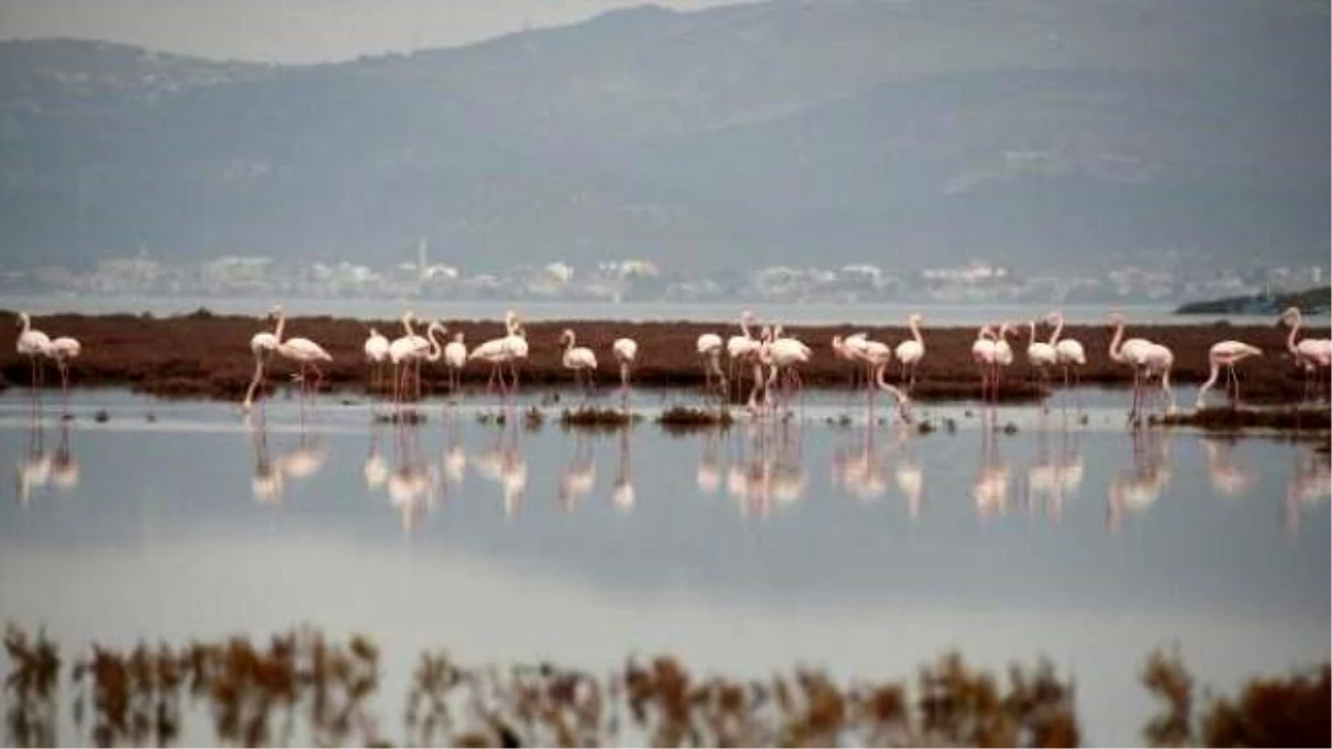 Aliağa Kuş Cenneti\'nin Yeni Konukları Flamingolar