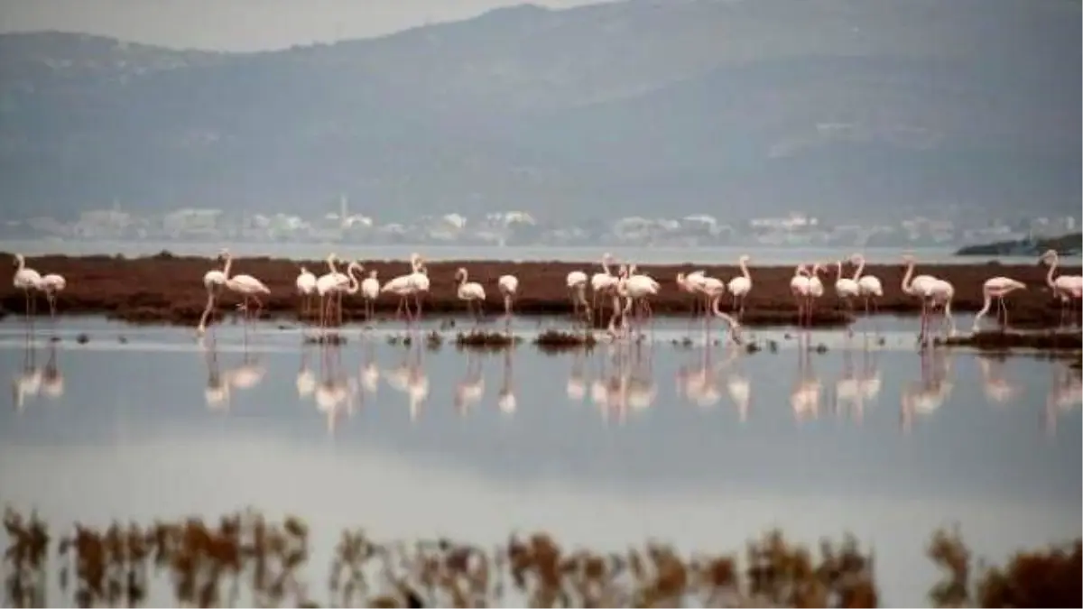 Aliağa Kuş Cenneti'nin Yeni Konukları Flamingolar