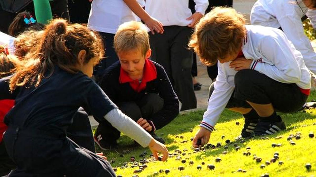 Bodrum\'da Öğrencilerden Zeytin Hasadı