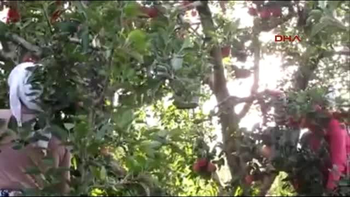 Çanakkale Elmaya Buzhanede Değer Kazandırıyorlar