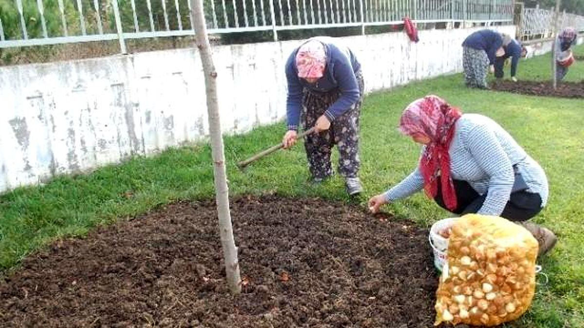 Gelibolu\'da 100 Bin Lale Toprakla Buluşuyor