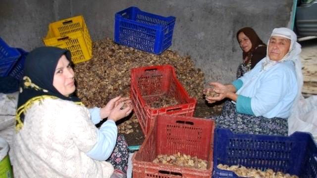 İncir Değil Adeta Altın Seçiyorlar
