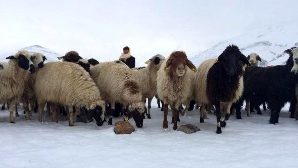 Köylülerin Tasarruf Tedbirleri