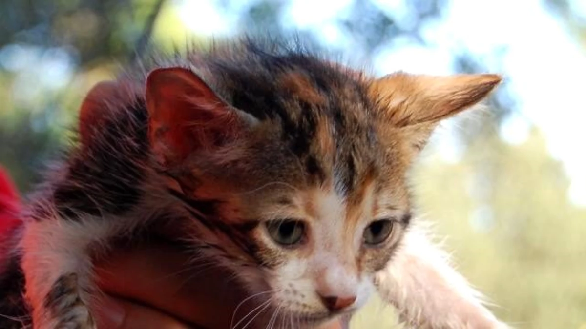 İtfaiyenin Demir Heykelin İçine Giren Yavru Kediyi Çıkartma Çabası