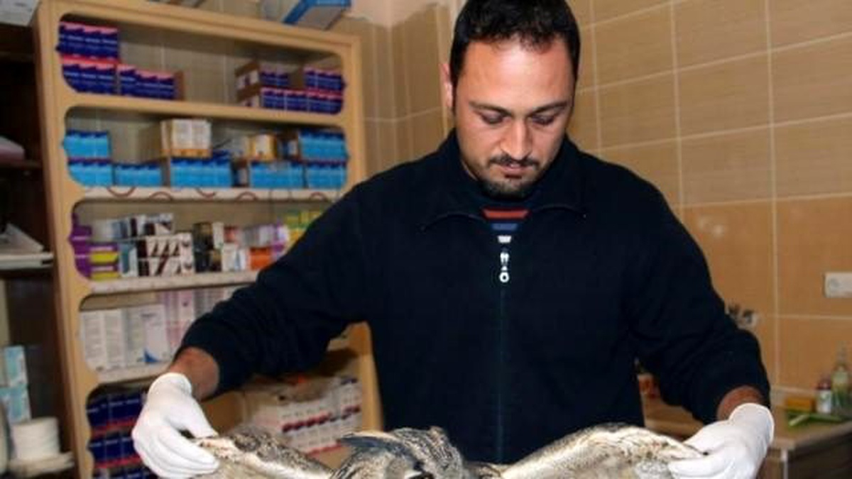 Otomobilin Çarptığı Puhu Kuşu Tedavi Altına Alındı