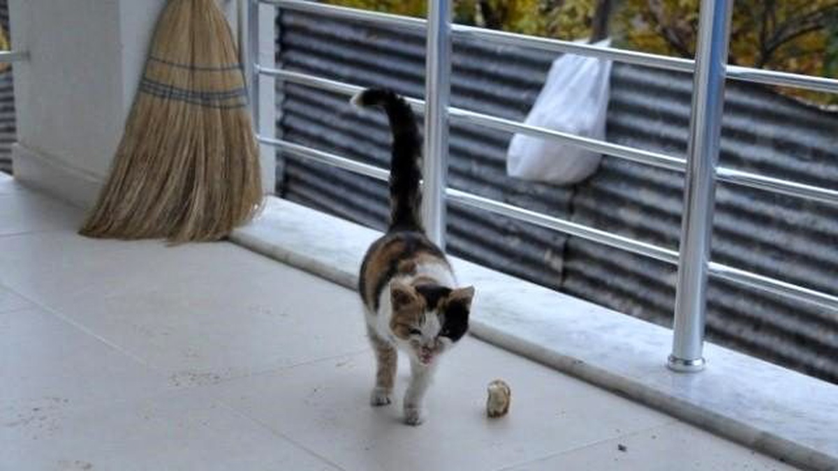 Üç Ayaklı Kedi Görenleri Şaşırtıyor