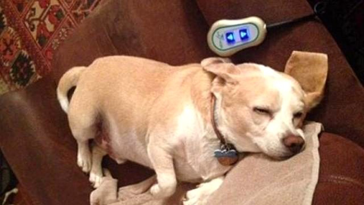 Vefakar Köpek Hastalanan Sahibini 32 Km Takip Etti