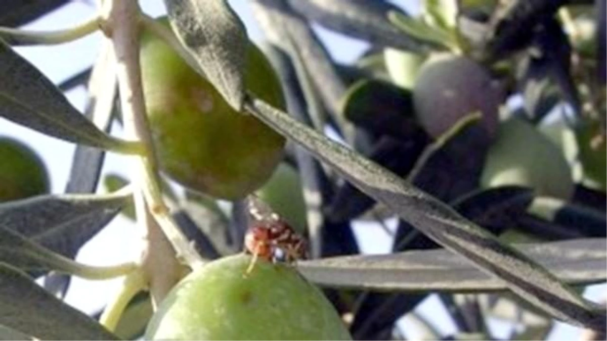 Zeytin Sineği ile Büyük Mücadele