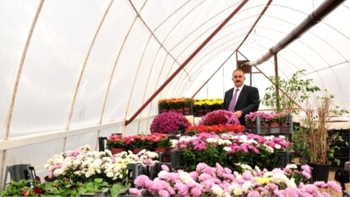 Afşin Belediyesi Sera Kurup Çiçek Üretiyor