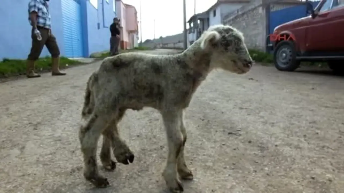 Altı Bacaklı Kuzu Görenleri Şaşırttı