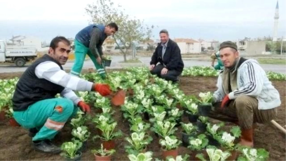 Burhaniye\'de Kışlık Çiçek Dikimine Başlandı