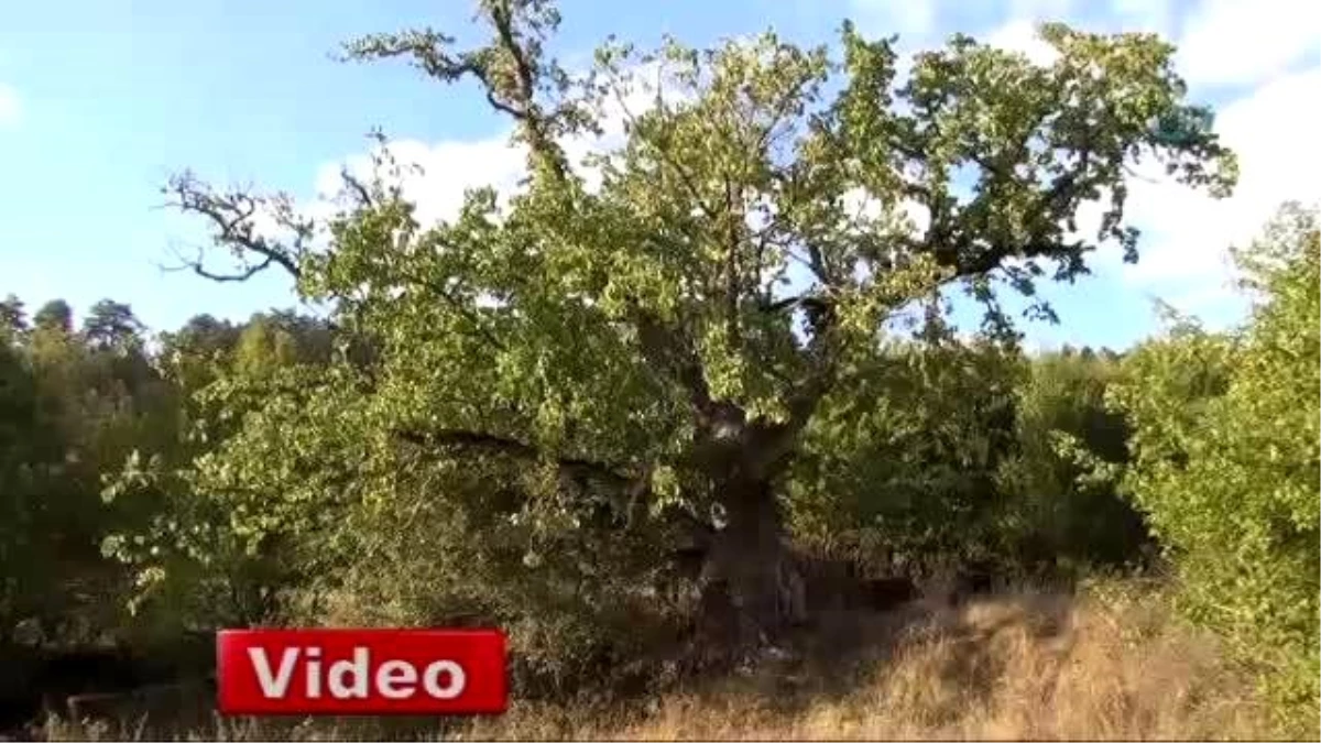 Dünyanın En Yaşlı Fındık Ağacı