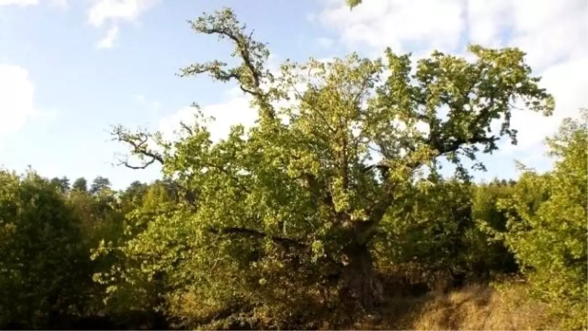 Dünyanın En Yaşlı Fındık Ağacı Kastamonu\'da