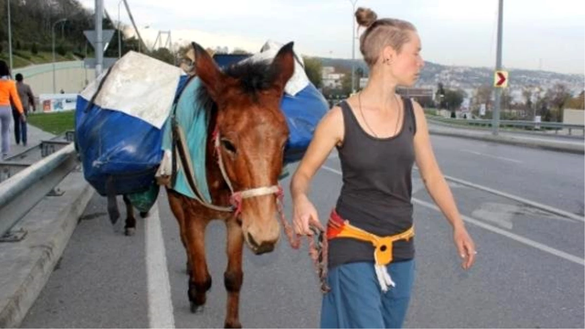 Eşek ve Katırla Dünyayı Dolaşan Çift Boğaz Köprüsü\'nde Takıldı