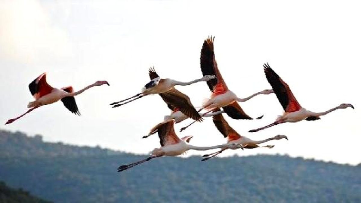 Flamingolar Bademli\'ye Renk Kattı
