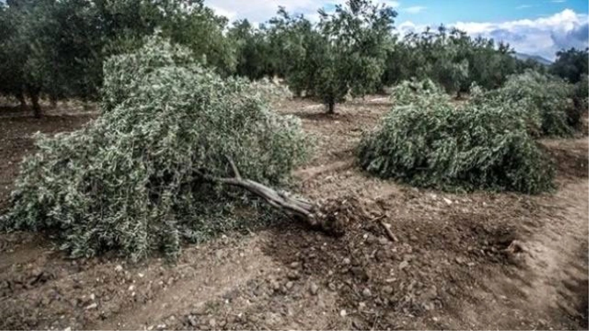 AK Partili Vekil: 6 Bin Zeytin Ağacı Kesildi Ama 5 Milyon Ağaç Diktik