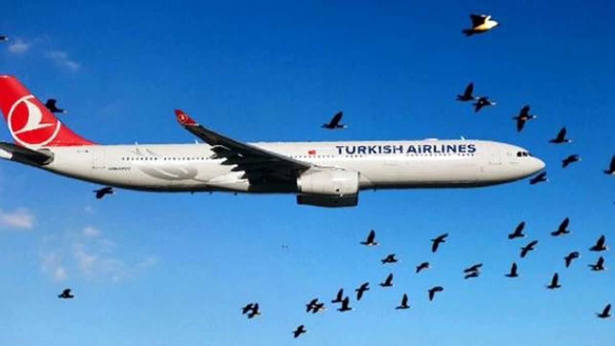 Kuş Sürüsüne Giren THY Uçağı, Geri Döndü