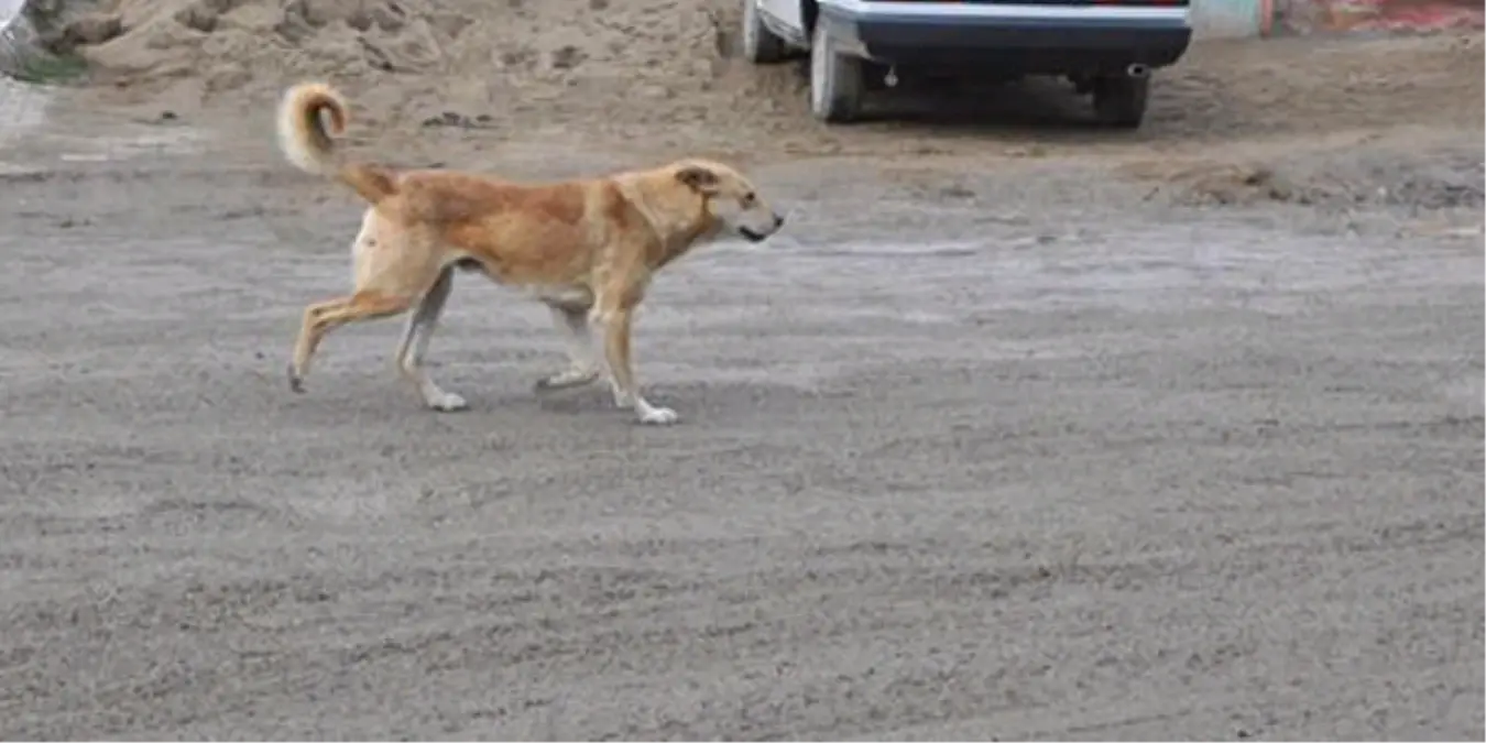 Sanayi Sitesi Köpeklerden Geçilmiyor