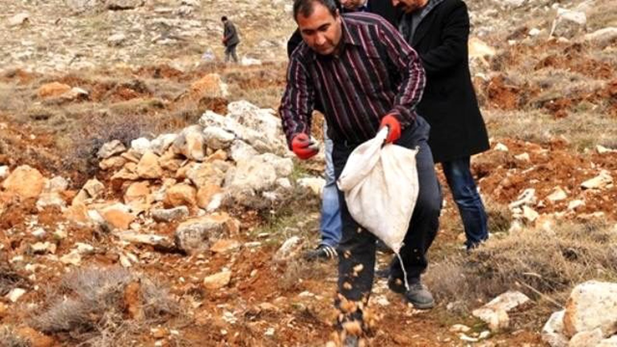 Tunceli\'nin Dağlarına Sedir Tohumları Ekiliyor